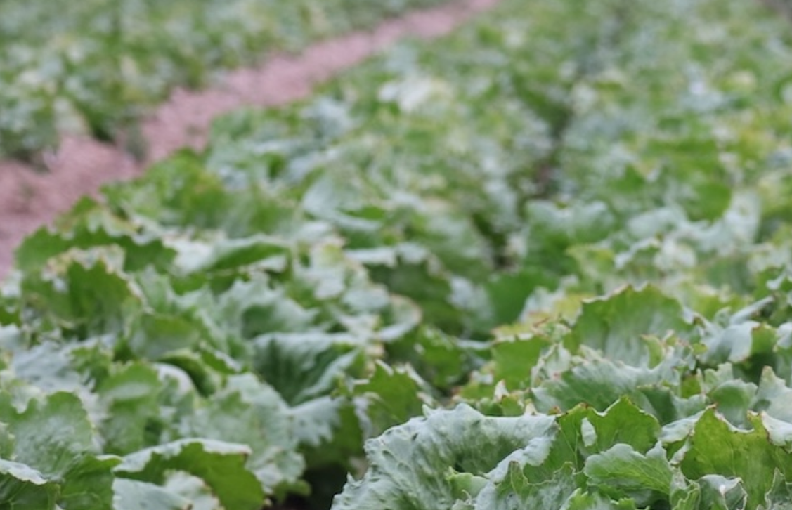 Brote de Cyclospora relacionado con lechuga iceberg y restaurantes