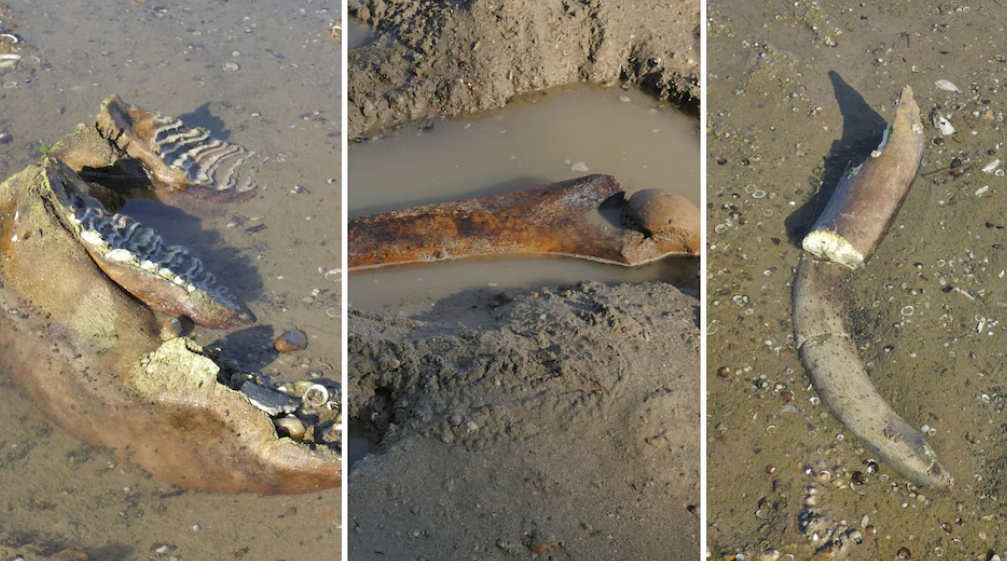 La Chispa informa que descubren naufragios de la Segunda Guerra Mundial gracias al nivel histórico más bajo del río Danubio. Las olas de calor y la sequía que afectan a Europa provocaron un descenso excepcional del caudal, alterando el transporte fluvial, amenazando infraestructuras críticas y dejando expuestos vestigios ocultos durante décadas e incluso milenios.
Buques nazis reaparecen después de 80 años
A lo largo de distintos tramos del segundo río más extenso de Europa comenzaron a aparecer embarcaciones de la Segunda Guerra Mundial, explosivos sin detonar y restos fósiles de un mamut lanudo. Según Smithsonian Magazine, la reducción del agua permitió acceder a sectores del lecho normalmente cubiertos.
El hallazgo también demuestra cómo los fenómenos climáticos extremos pueden transformar temporalmente el paisaje arqueológico y revelar patrimonio histórico que requiere vigilancia especializada.
Descubren naufragios de la Segunda Guerra Mundial
Cerca de Prahovo, Serbia, la bajante dejó visibles numerosos buques de guerra alemanes hundidos durante la retirada nazi de 1944. Los militares alemanes habrían hundido alrededor de 200 embarcaciones para evitar que fueran capturadas y bloquear la navegación del Danubio.
Más de ocho décadas después, los restos continúan dificultando el tránsito cuando baja el nivel del río. Según datos citados por Popular Science, Serbia pierde aproximadamente USD 5,75 millones anuales por las interrupciones relacionadas con estos naufragios.
Retirar barcos hundidos sigue siendo peligroso
En 2024, Serbia y el Banco Europeo de Inversiones impulsaron un proyecto para retirar 21 barcos. La operación exige máxima seguridad porque algunas embarcaciones todavía contienen munición. Al menos dos fueron enterradas nuevamente bajo el fondo.
El descenso extraordinario podría facilitar nuevas labores de recuperación, aunque cada intervención requiere especialistas, equipos adecuados y protocolos para evitar detonaciones.
Más hallazgos bajo las aguas
La sequía también expuso un barco posiblemente fechado en 1937 en Opatovac, Croacia. Aficionados a la pesca con imán recuperaron un amplificador de radio y casquillos de bala. En Budapest, una bomba de la Segunda Guerra Mundial obligó a cerrar temporalmente un puente.
Mamut lanudo aparece en Bulgaria
Los descubrimientos no se limitaron a la historia militar. En la ribera búlgara aparecieron restos de un mamut lanudo, entre ellos una mandíbula inferior, dos colmillos, un omóplato y una pieza posiblemente correspondiente a una costilla.
Estos descubrimientos convierten al Danubio en un inesperado archivo natural e histórico. Así, descubren naufragios de la Segunda Guerra Mundial mientras la misma bajante permite estudiar evidencias de diferentes épocas.
Un río estratégico en alerta
Con unos 2.850 kilómetros y diez países atravesados, el Danubio es esencial para mercancías, energía y economía regional. La sequía también afectó barcazas en Serbia, centrales nucleares de Hungría y Rumania, y provocó que un crucero quedara varado en Bulgaria.