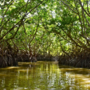 Entregan manglares de Campeche a Conanp: esto cambiará