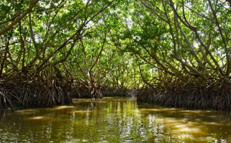 Entregan manglares de Campeche a Conanp: esto cambiará