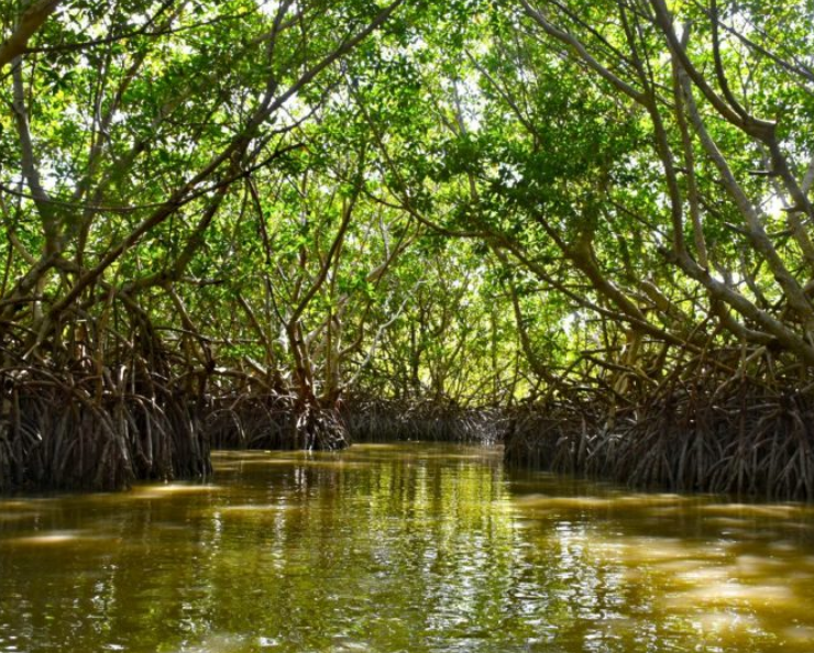 Entregan manglares de Campeche a Conanp: esto cambiará