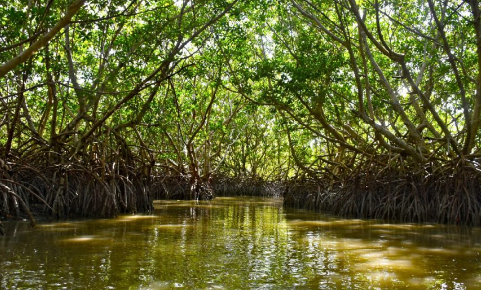 Entregan manglares de Campeche a Conanp: esto cambiará