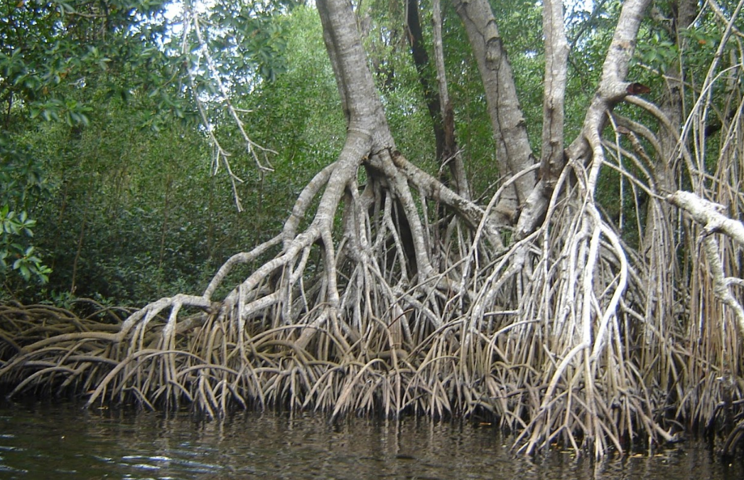 Entregan manglares de Campeche a Conanp en Laguna de Términos