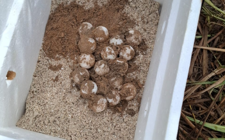 Marina protege 152 huevos de tortuga: así los salvó