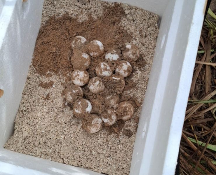 Marina protege 152 huevos de tortuga: así los salvó