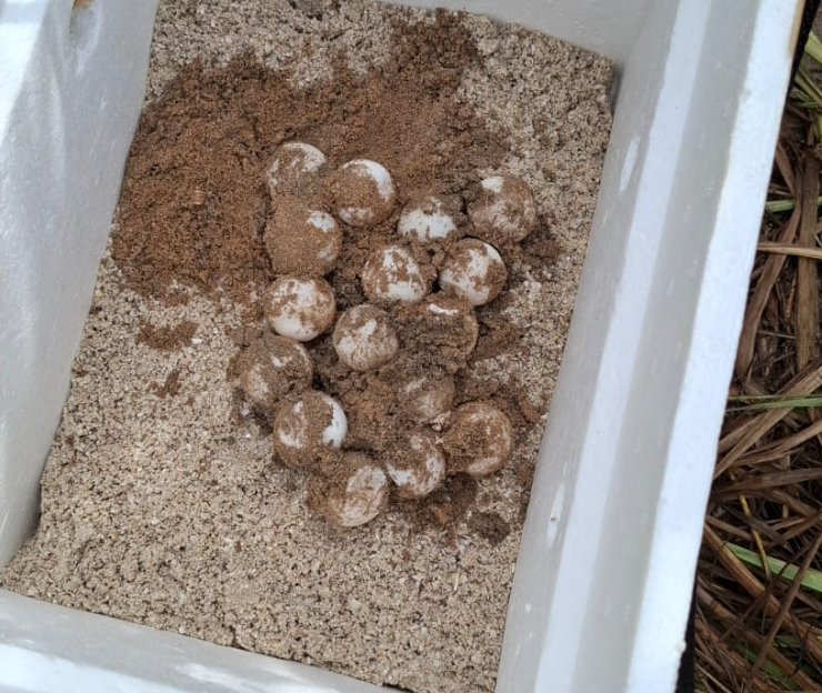Marina protege 152 huevos de tortuga: así los salvó