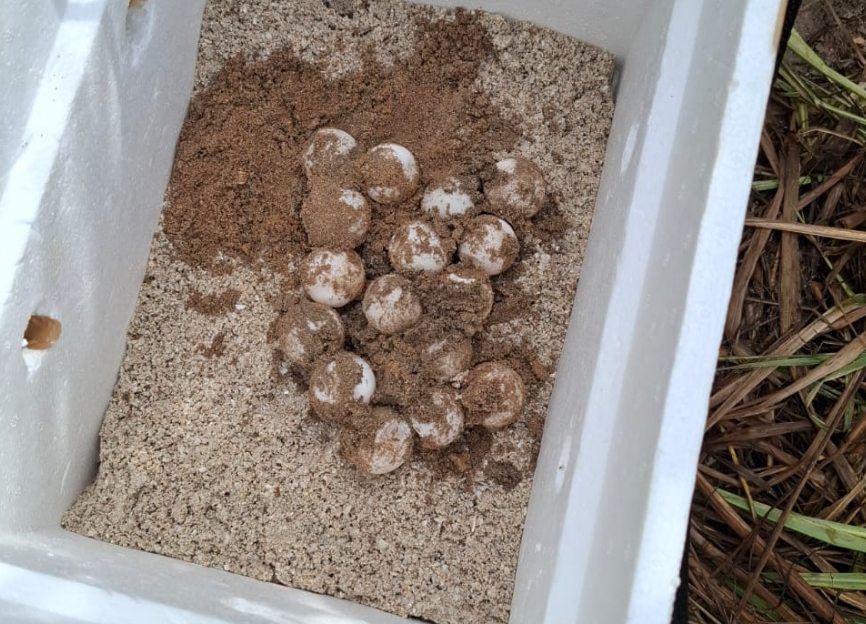 Marina protege 152 huevos de tortuga: así los salvó