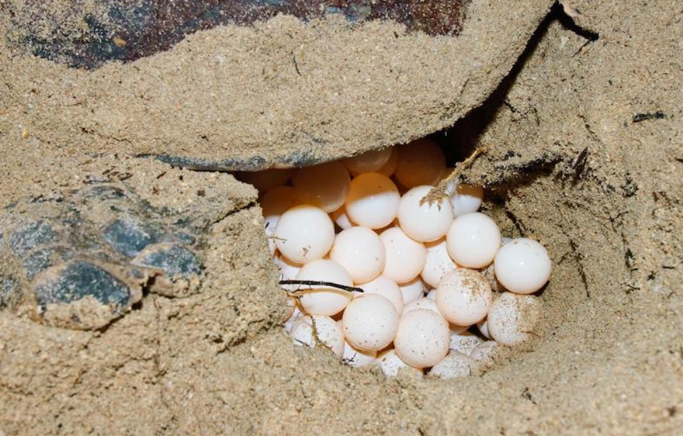 Vigilancia por tierra y mar