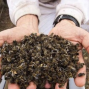 Campeche: plan para salvar a las abejas