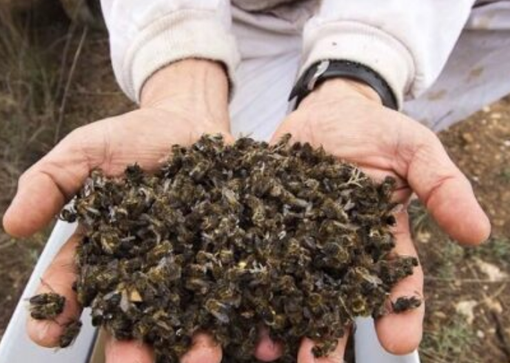 Campeche: plan para salvar a las abejas