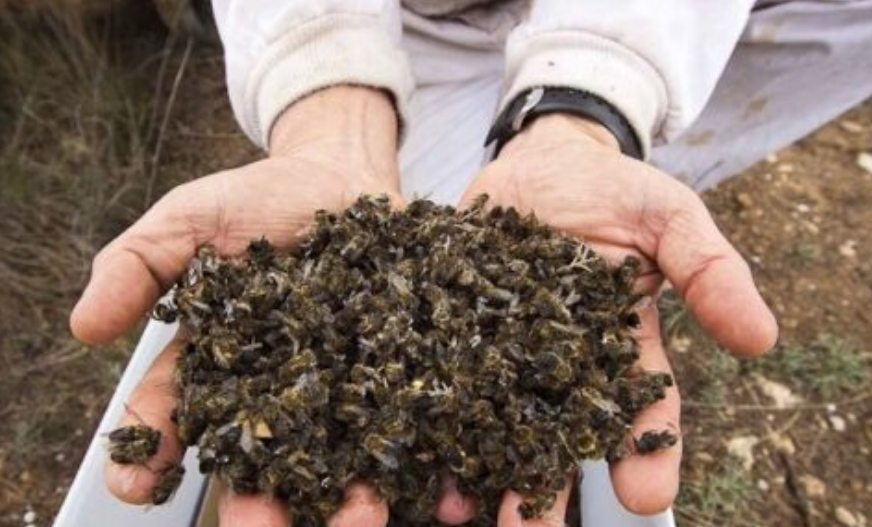 Campeche: plan para salvar a las abejas