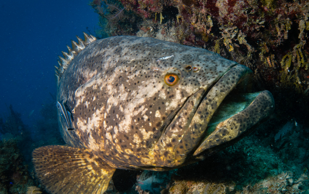 Campeche estrena "Guardianes" Marinos para cuidar el Golfo