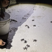 Nueve tortugas marinas son rescatadas de una tragedia carretera en Campeche