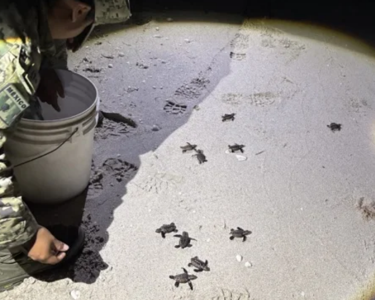 Nueve tortugas marinas son rescatadas de una tragedia carretera en Campeche