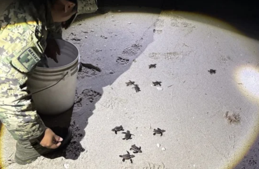 Nueve tortugas marinas son rescatadas de una tragedia carretera en Campeche