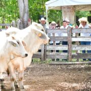 Crédito Ganadero a la Palabra fortalece al campo de Tabasco