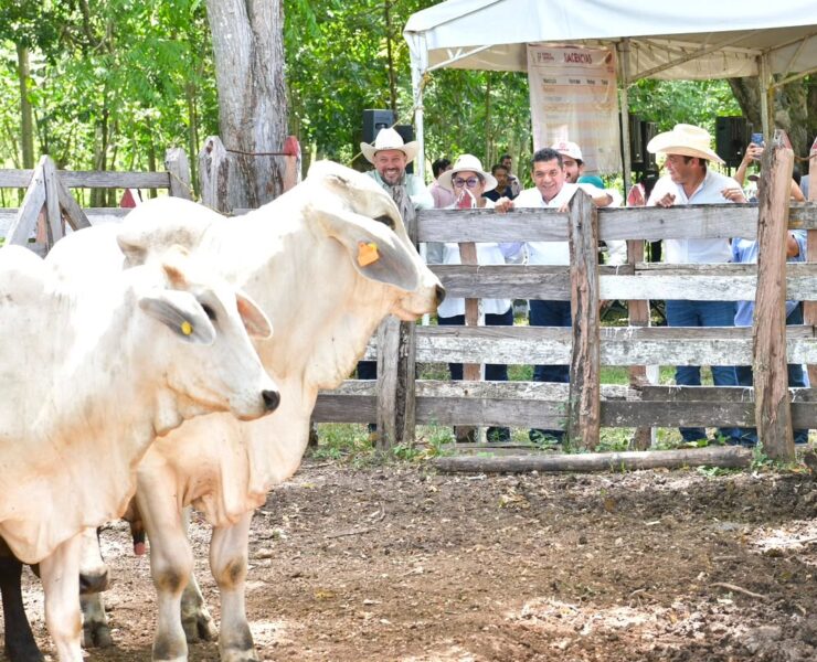 Crédito Ganadero a la Palabra fortalece al campo de Tabasco