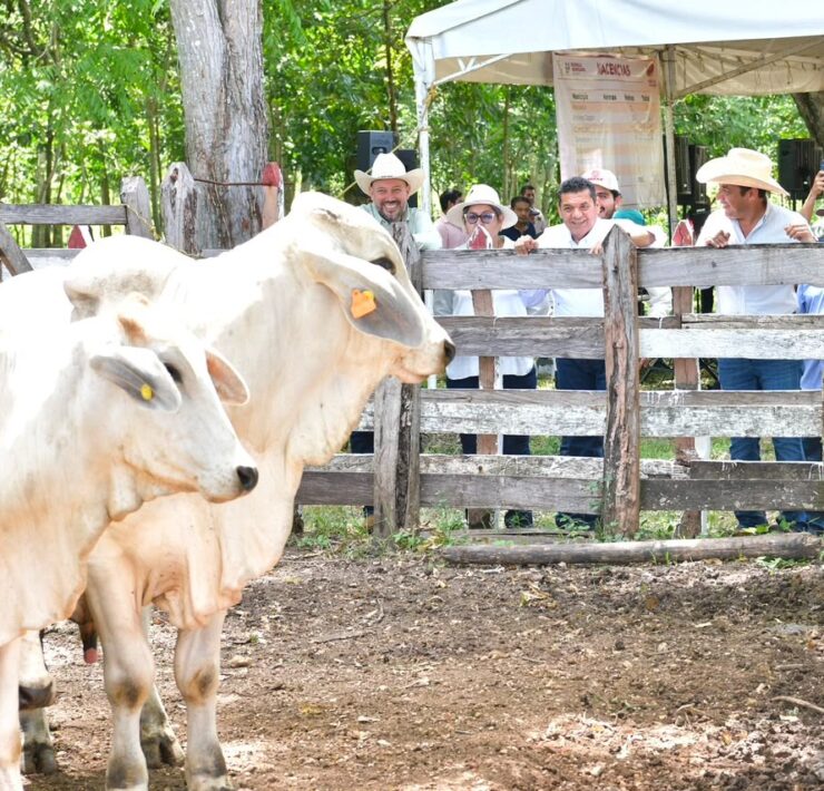 Crédito Ganadero a la Palabra fortalece al campo de Tabasco