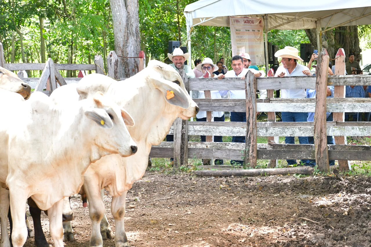 Crédito Ganadero a la Palabra fortalece al campo de Tabasco