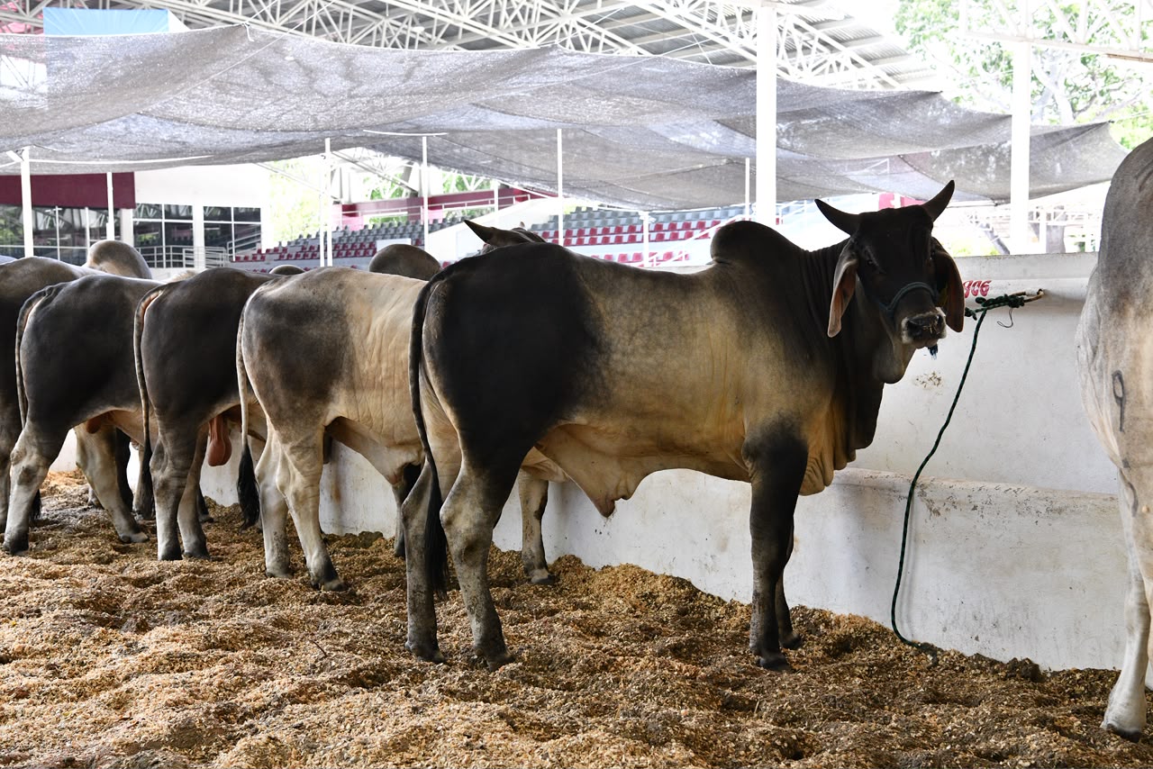 Destacan calidad genética de productores tabasqueños