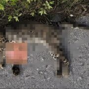 Ocelote fue atropellado en carretera Conkal–Chicxulub Puerto