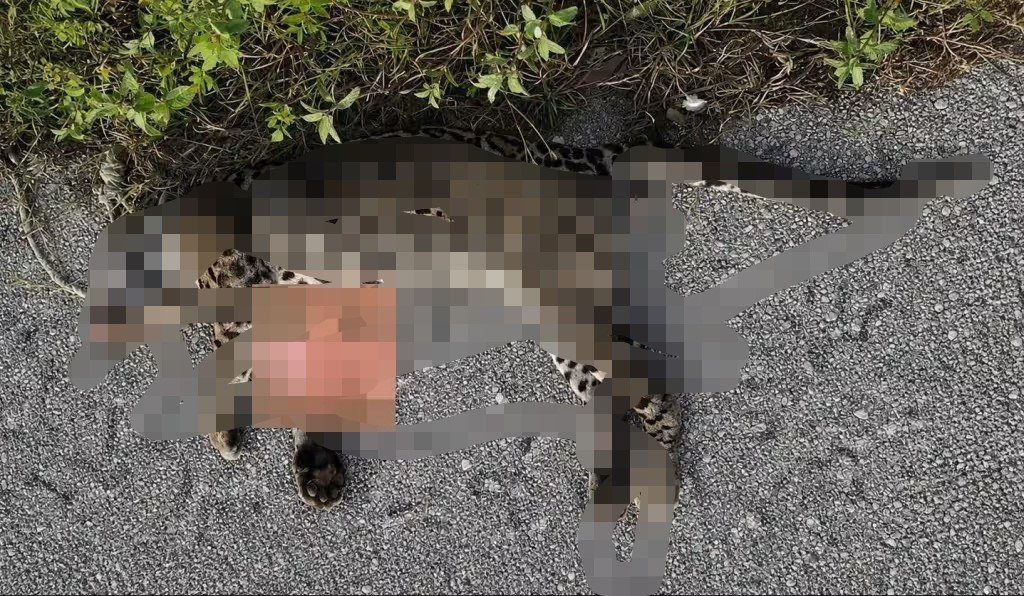 Ocelote fue atropellado en carretera Conkal–Chicxulub Puerto
