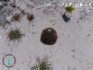 Se identificó la presencia de ejemplares de algodón y biznaga cabeza de gato, así como de iguana rayada, matraca yucateca y colibrí tijereta