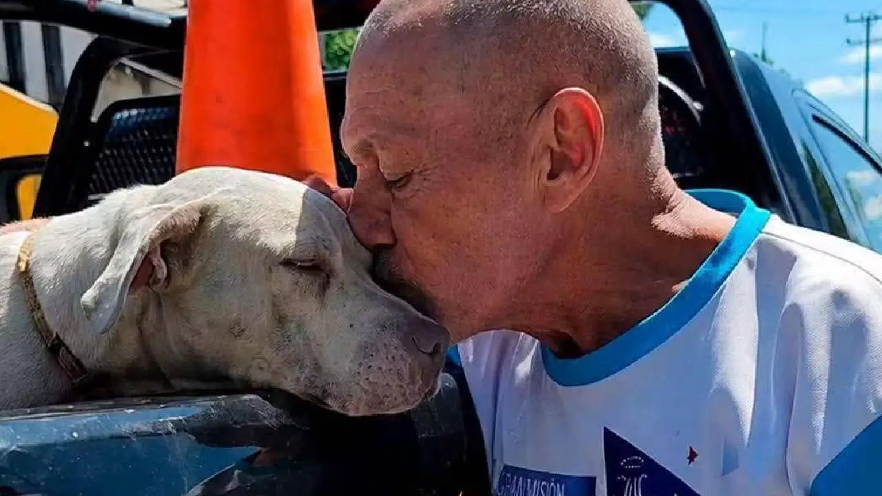 Resguardaron a dos perros pitbulls tras ataque a una señora de la tercera edad