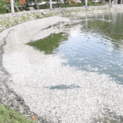 SEMADES atribuye a condiciones climáticas mortandad de peces