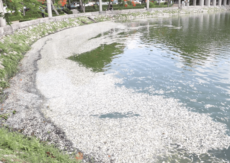 SEMADES atribuye a condiciones climáticas mortandad de peces