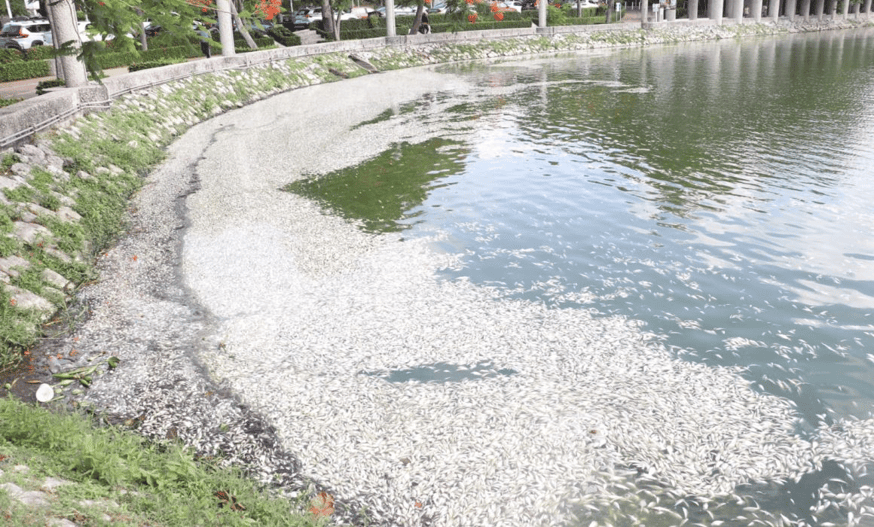 SEMADES atribuye a condiciones climáticas mortandad de peces
