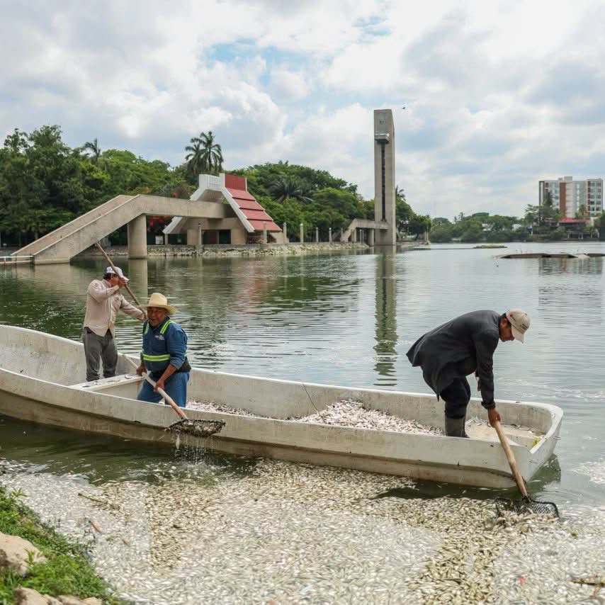 SEMADES refuerza acciones para atender afectación de peces