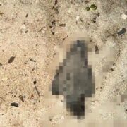 ¡Indignación total! Vehículos en la playa ponen en riesgo la vida de las tortugas marinas