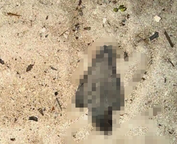¡Indignación total! Vehículos en la playa ponen en riesgo la vida de las tortugas marinas