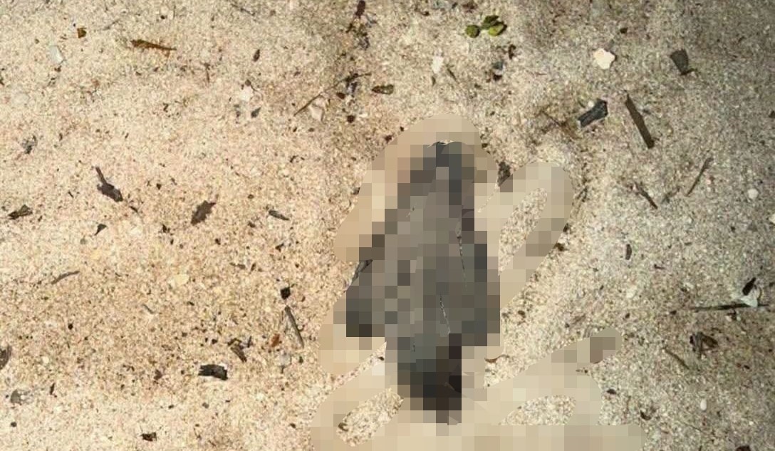 ¡Indignación total! Vehículos en la playa ponen en riesgo la vida de las tortugas marinas