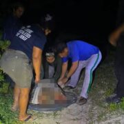 ¡Ataque brutal! Perros callejeros dejan grave a tortuga de carey en Sisal