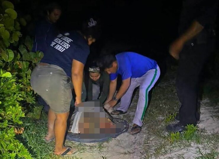 ¡Ataque brutal! Perros callejeros dejan grave a tortuga de carey en Sisal