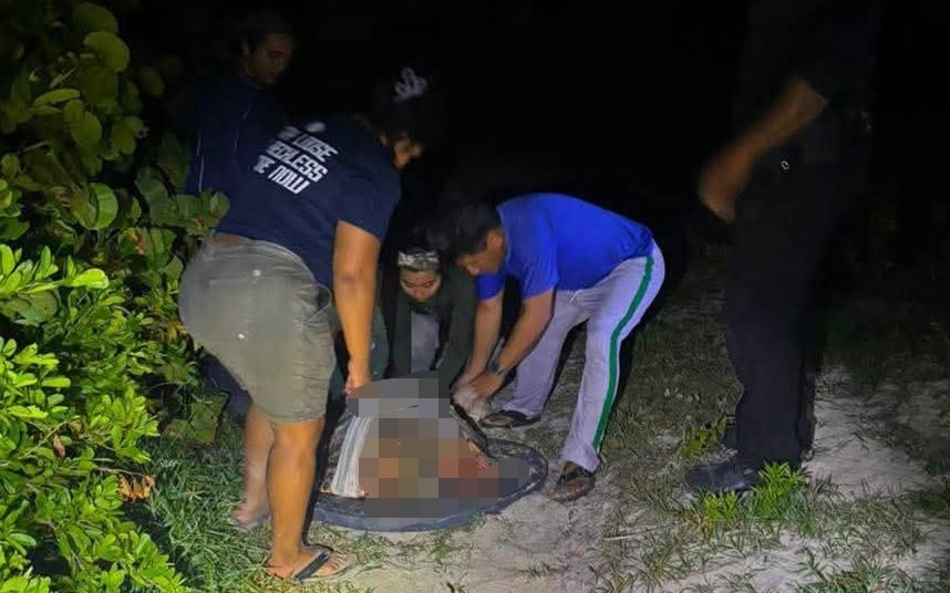¡Ataque brutal! Perros callejeros dejan grave a tortuga de carey en Sisal