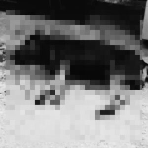 Hallazgo de dos perros y un gato son vida en la via pubica