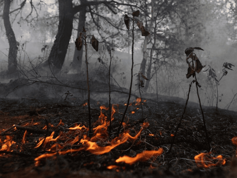Aumentaría el riesgo de incendios y sequía