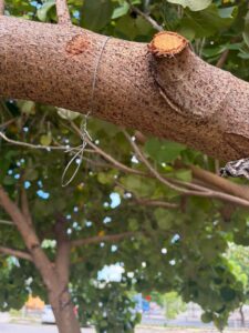 Una ciudadana realizó una denuncia pública luego de encontrar un pequeño pájaro atrapado en una trampa adhesiva para insectos colocada en un árbol del Parque La Plancha