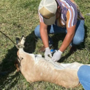 ¡Urgente! Rescatan al ganado del barrenador hoy