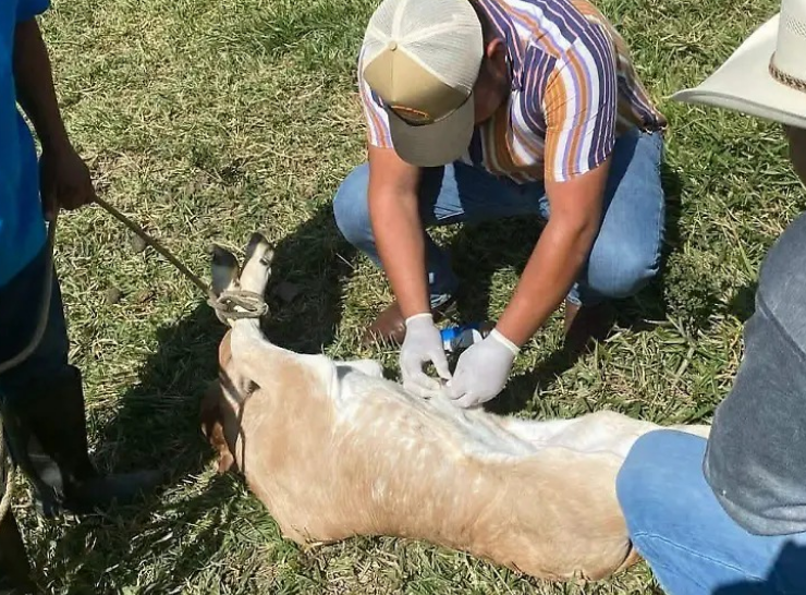¡Urgente! Rescatan al ganado del barrenador hoy