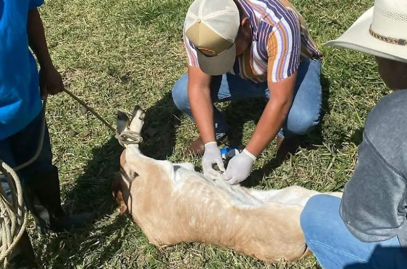 ¡Urgente! Rescatan al ganado del barrenador hoy