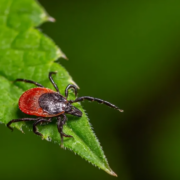 Descubren un nuevo virus transmitido por garrapatas