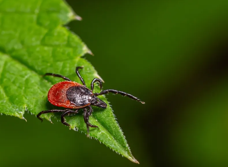 Descubren un nuevo virus transmitido por garrapatas