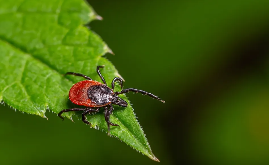 Descubren un nuevo virus transmitido por garrapatas