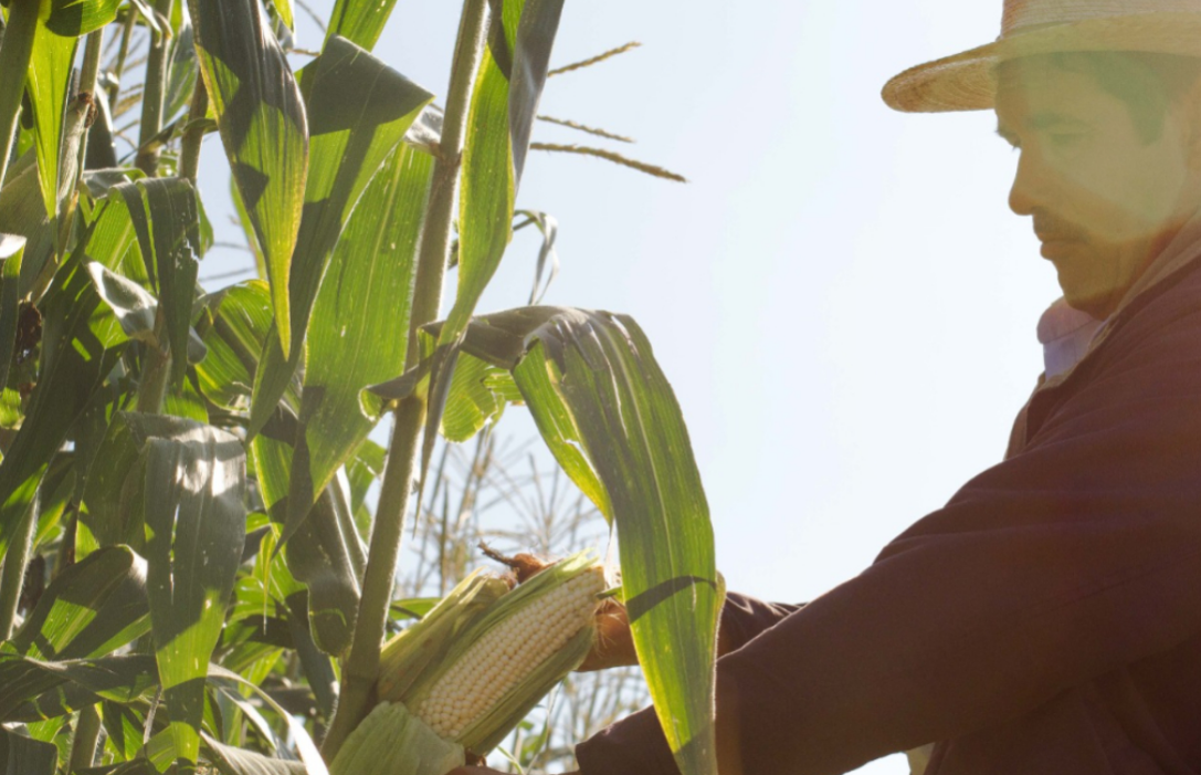Zonas con mayor nivel de devastación agrícola
