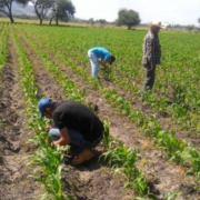 ¡Escándalo en Campeche! Se vendió El Sorgo y el dinero no apareció