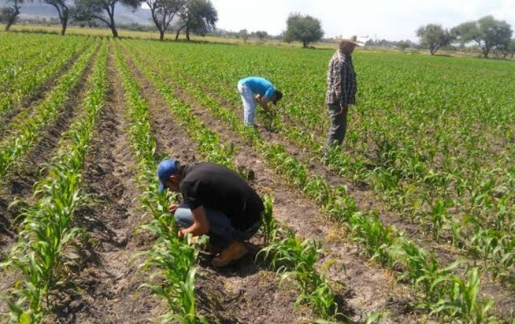¡Escándalo en Campeche! Se vendió El Sorgo y el dinero no apareció